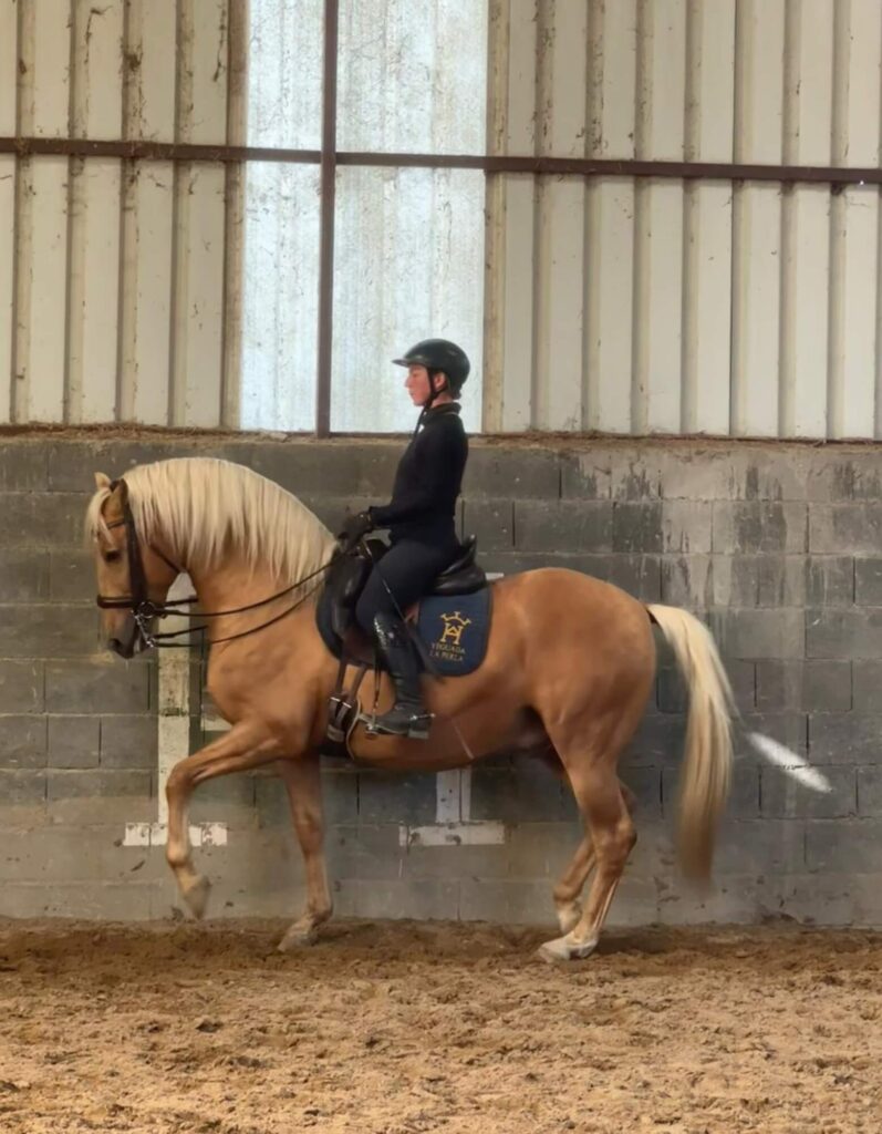 bildergalerie-reitunterricht-beritt-melanie-gotthelf (2)